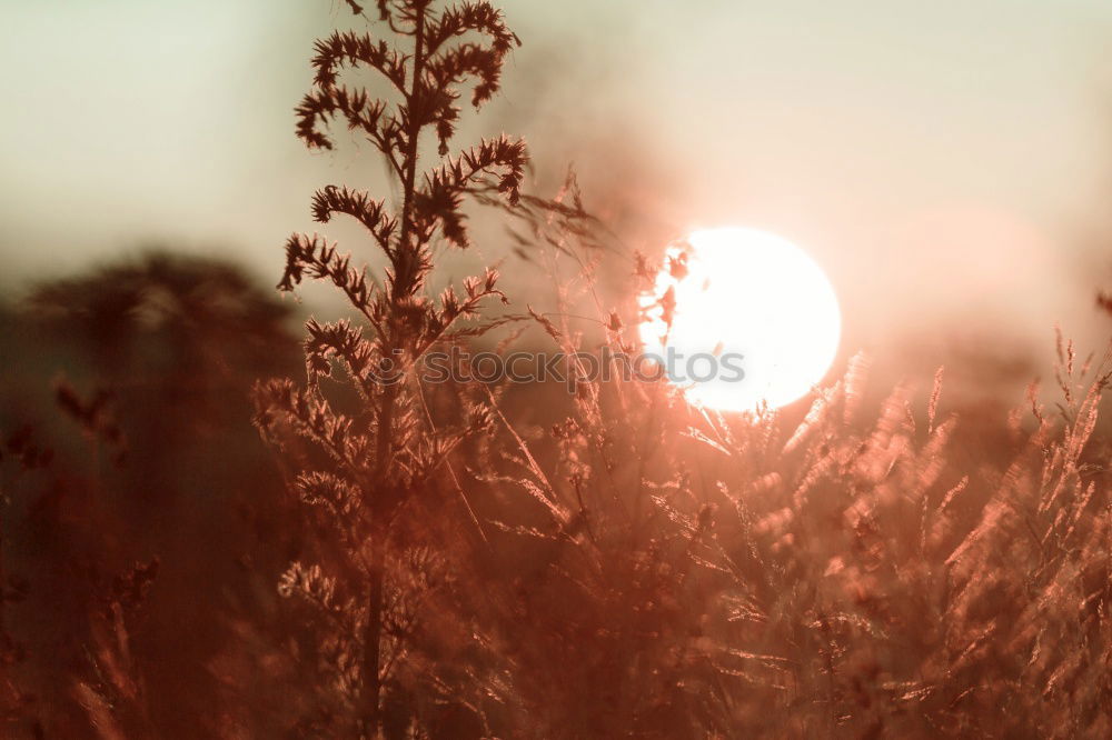 Similar – Foto Bild WIR WOLLN SOMMER Sommer