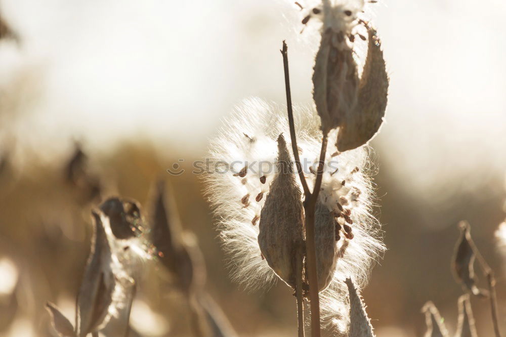 Similar – Image, Stock Photo Searching for weed