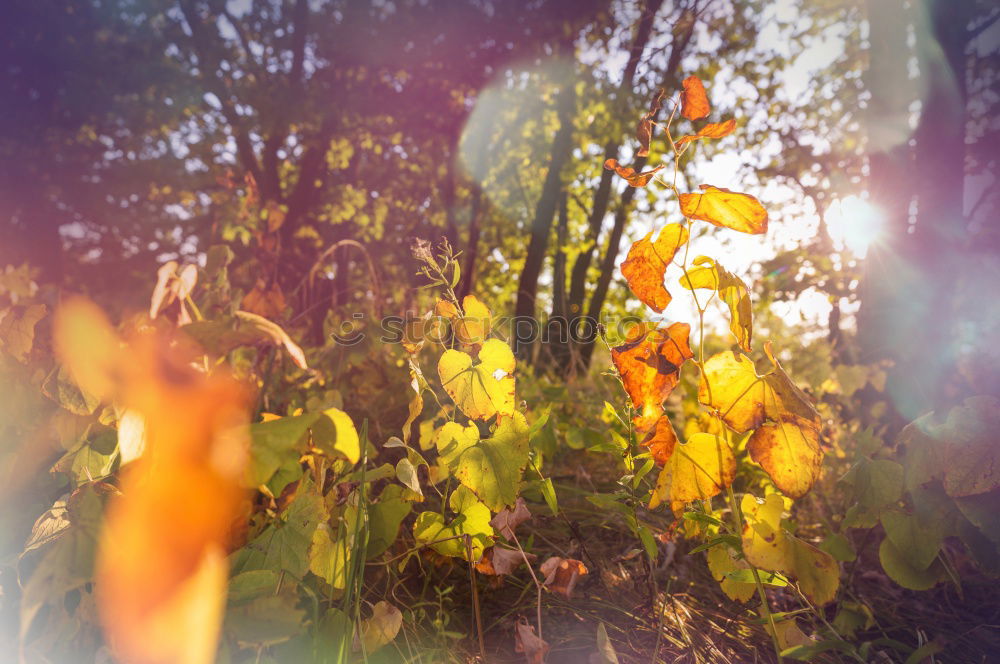 Similar – Buschfeuer Natur Herbst