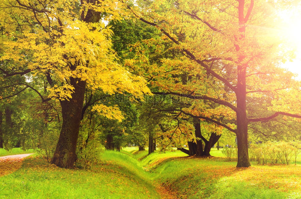 Similar – Image, Stock Photo autumn slope Nature