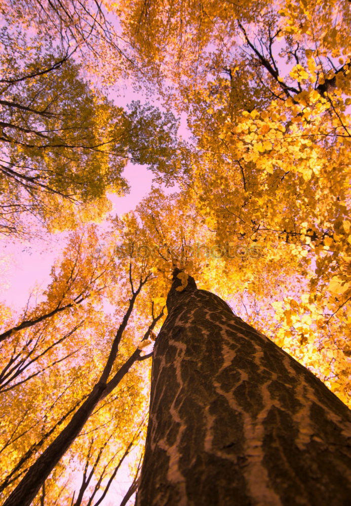 Similar – autumn trunk Autumn Tree