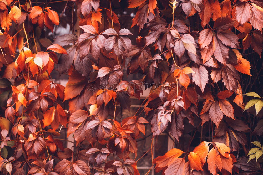 Similar – autumn foliage Red