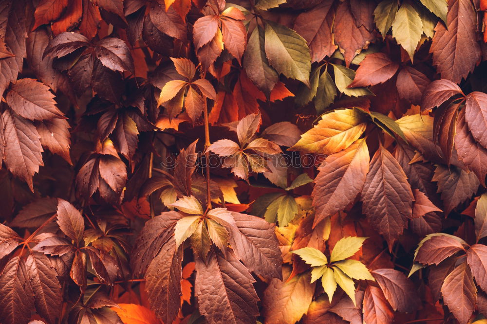 Similar – Autumn leaves on black background