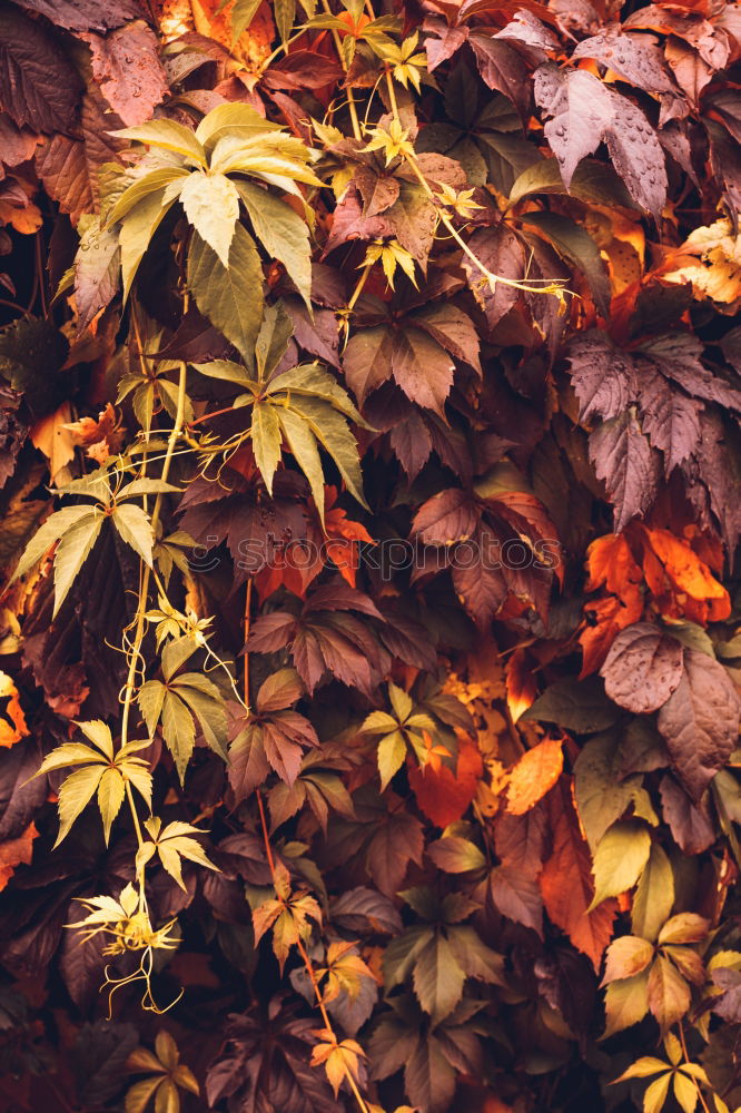 Similar – Image, Stock Photo #AS# *NEWS* Autumn on the ground!