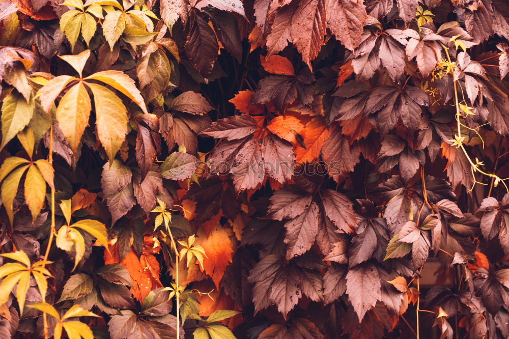 Similar – Autumn leaves on black background