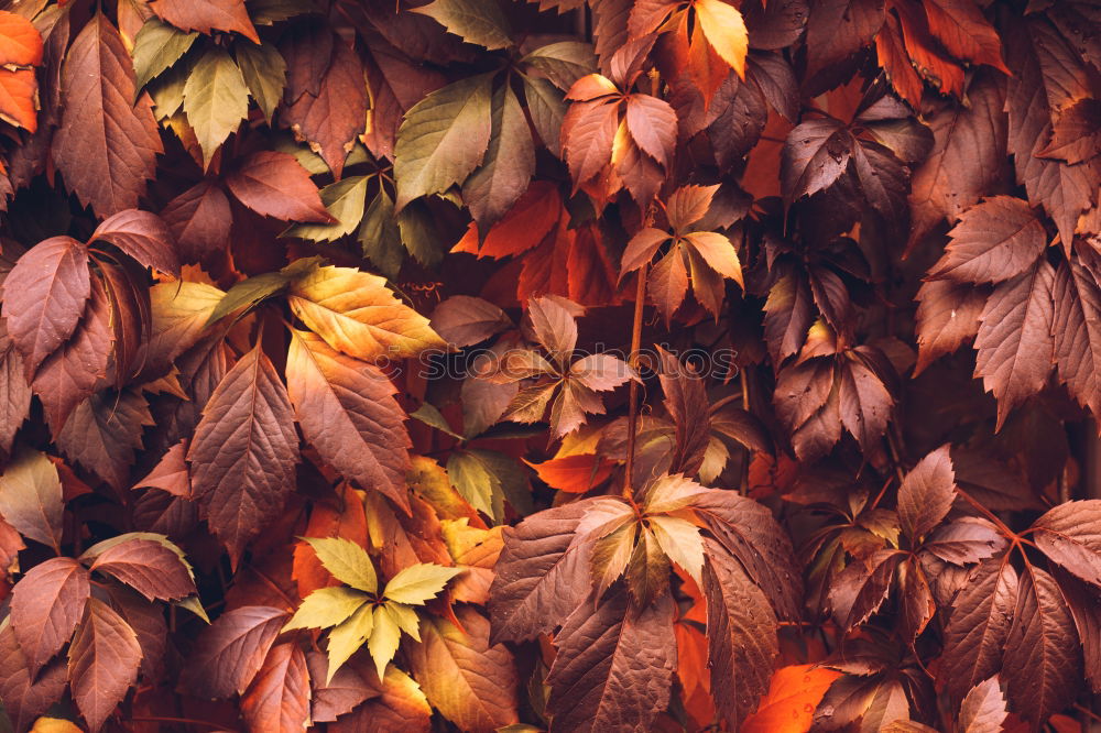 Similar – Autumn leaves on black background