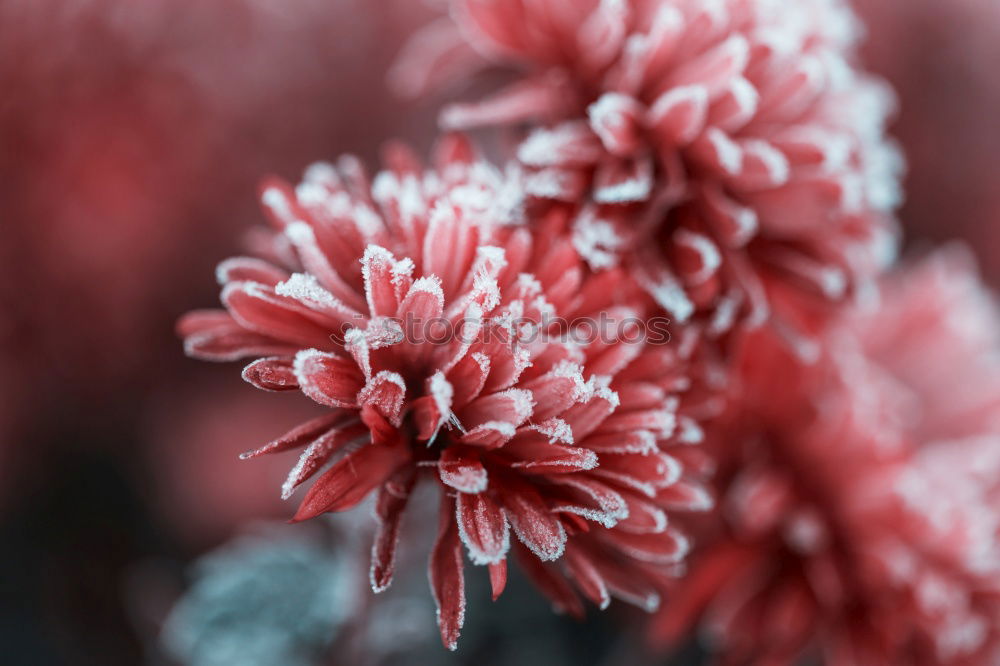 Raspberries ice cold Fruit