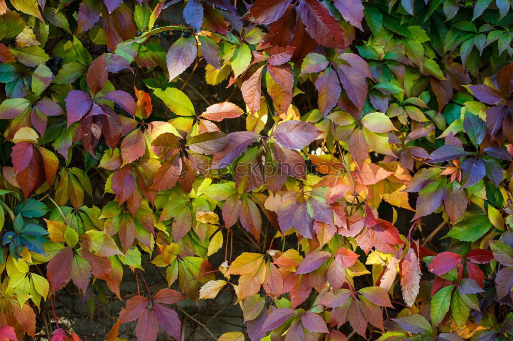 Similar – Image, Stock Photo autumn leafes Lifestyle