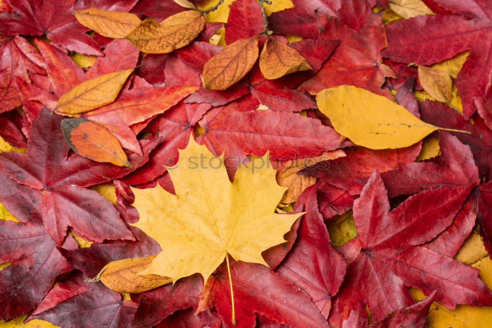 Similar – Image, Stock Photo Red maple leaves on the ground