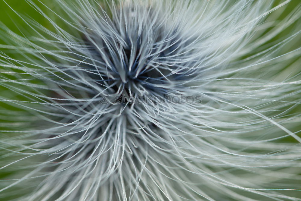 Similar – Hummel auf Diestel Blüte