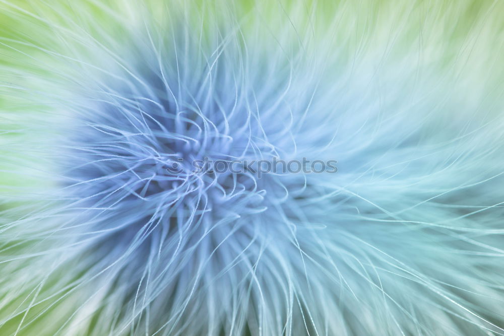 Similar – Image, Stock Photo Dandelion mutants?