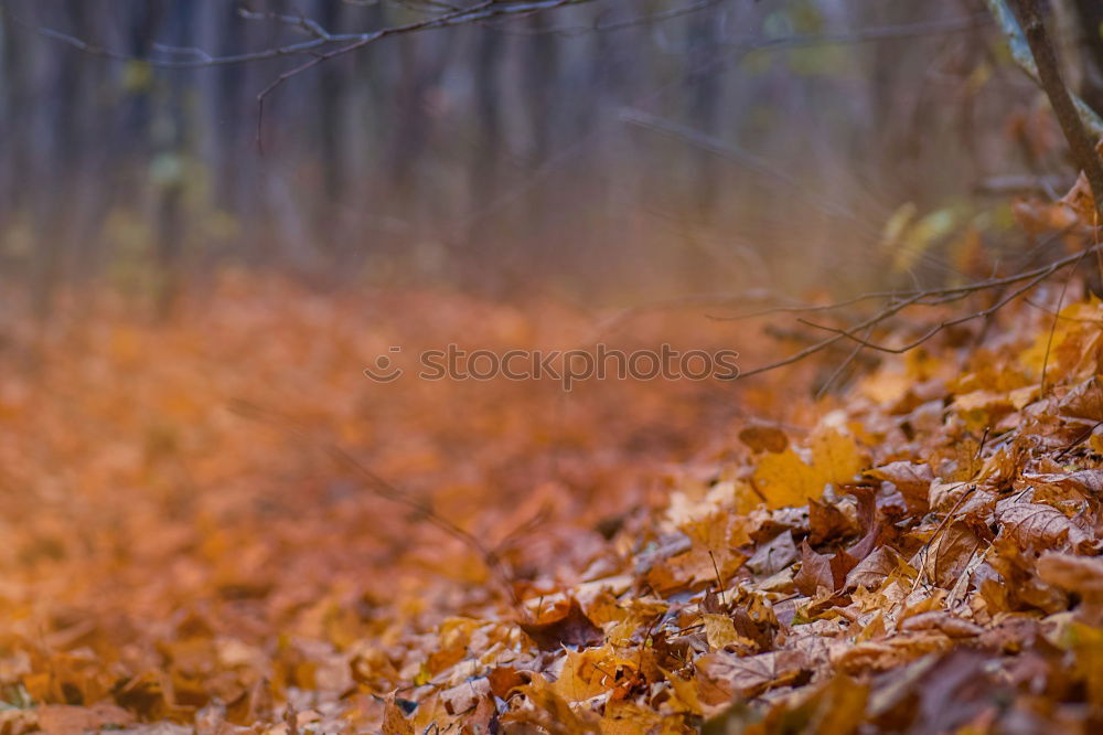 Similar – Image, Stock Photo foliage Nature