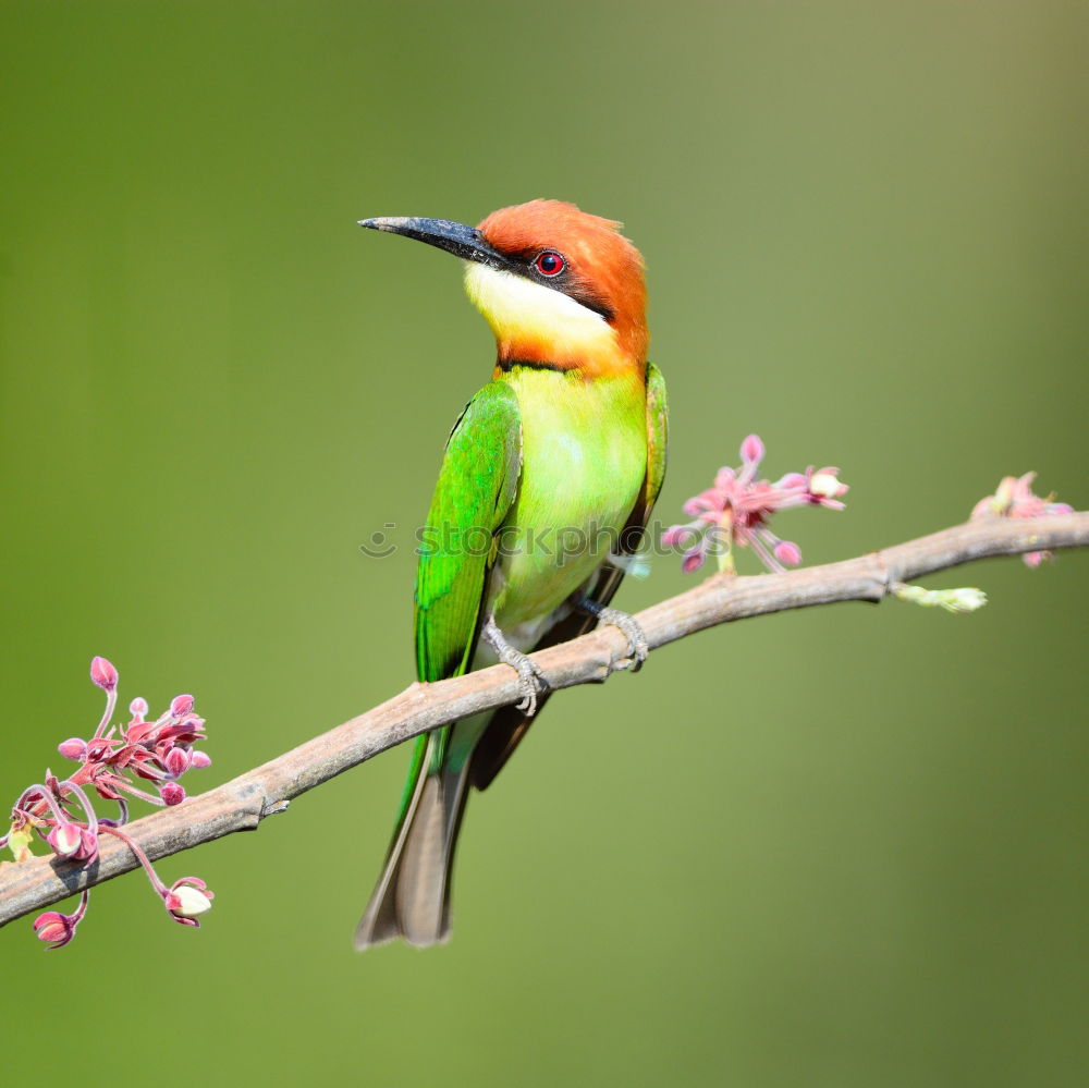 Similar – Image, Stock Photo Wonderful green bird on wood