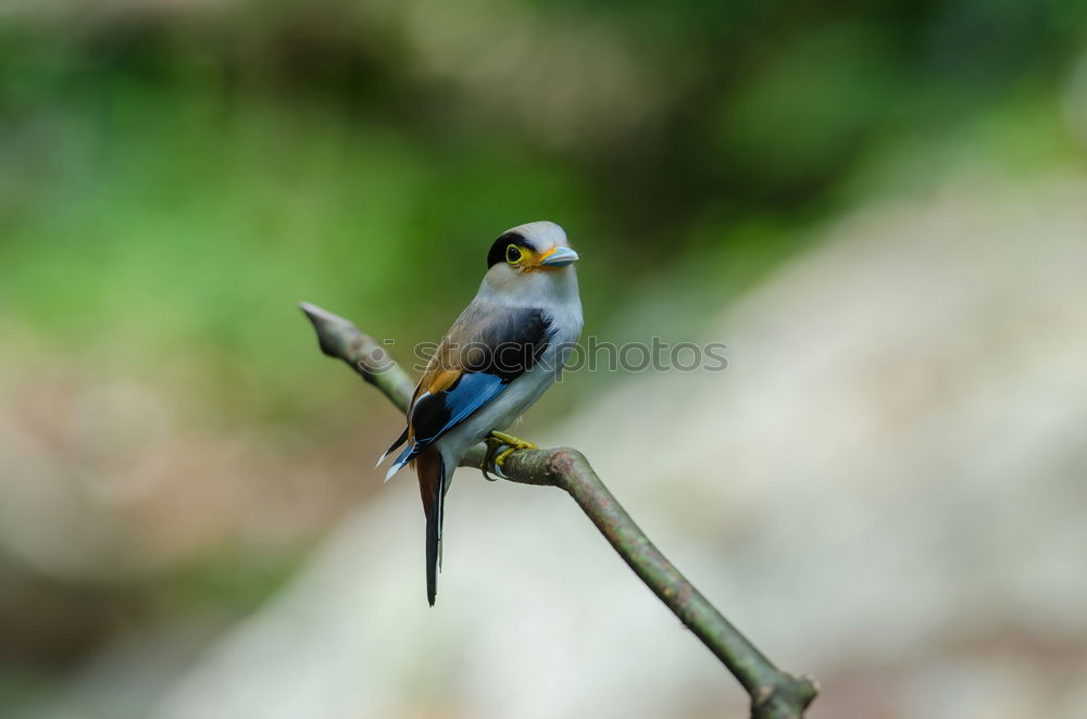Similar – Image, Stock Photo consecrated birdbath…