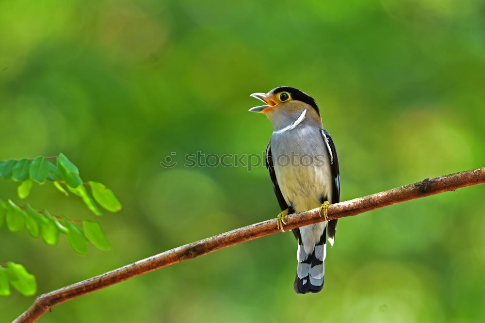 Similar – Image, Stock Photo great spotted woodpecker