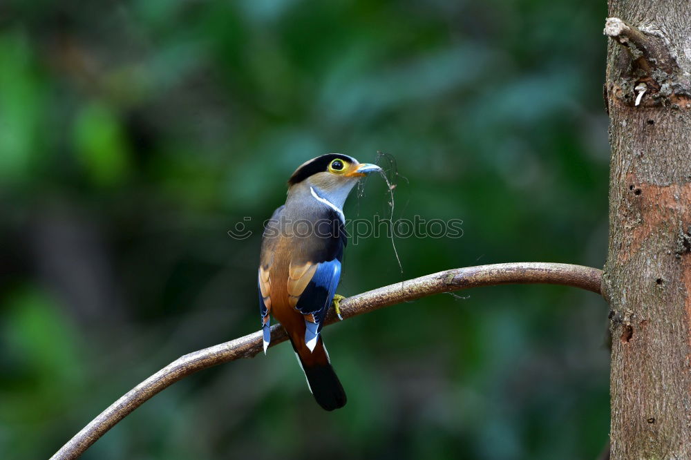 Similar – Image, Stock Photo Kingfisher in pose Animal