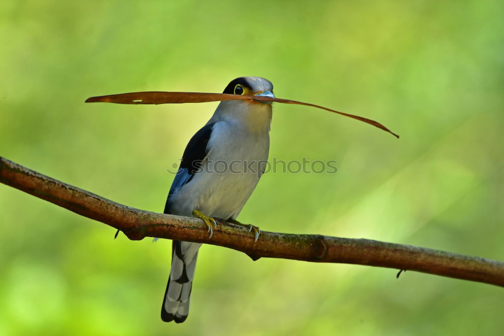 Similar – Image, Stock Photo great spotted woodpecker