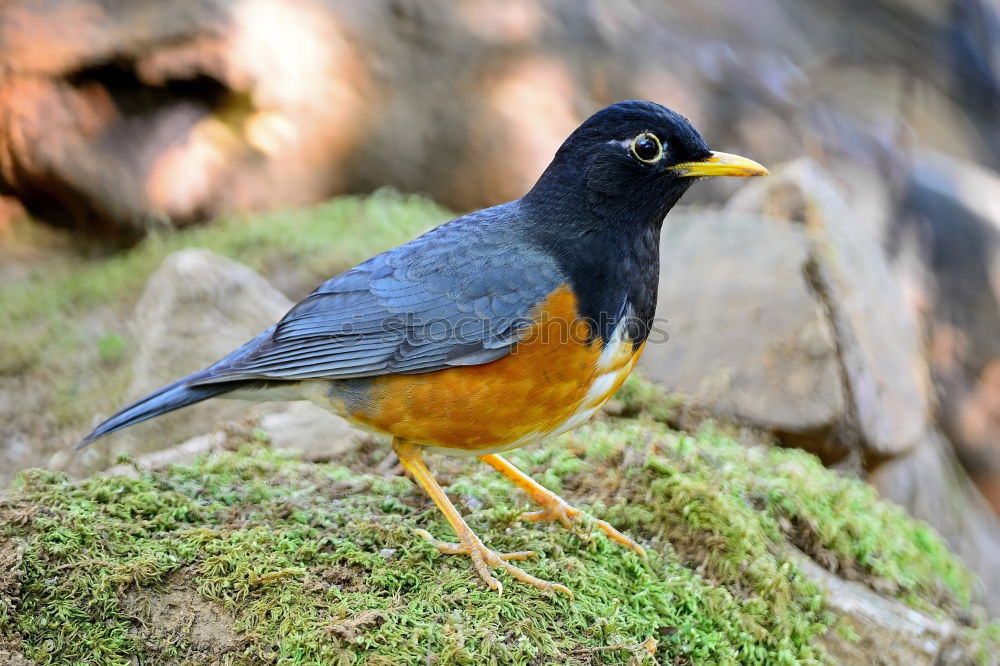 Similar – A colorful Superb Starling in Tanzania