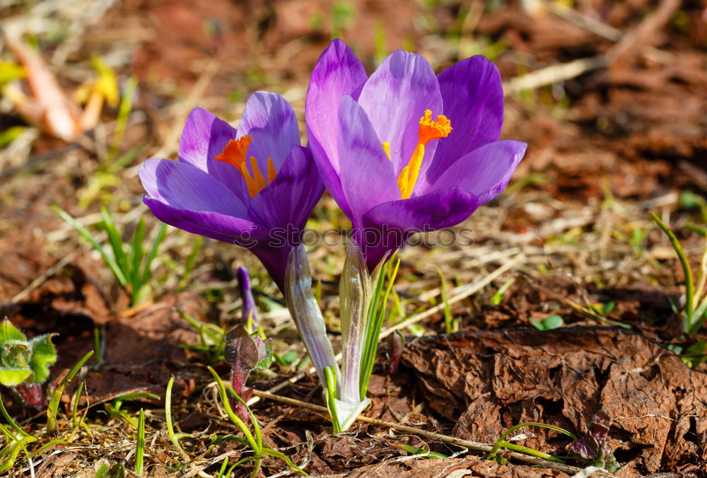 Similar – Image, Stock Photo bloom IV Plant Spring