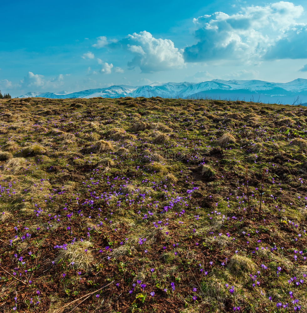 Similar – Image, Stock Photo Heath Landscape in Wales