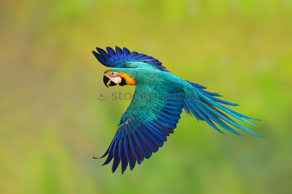 Similar – Image, Stock Photo violet-tailed sylph hummingbird