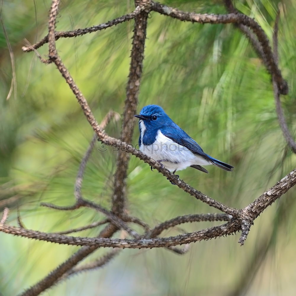 Similar – guard Far-off places Tree