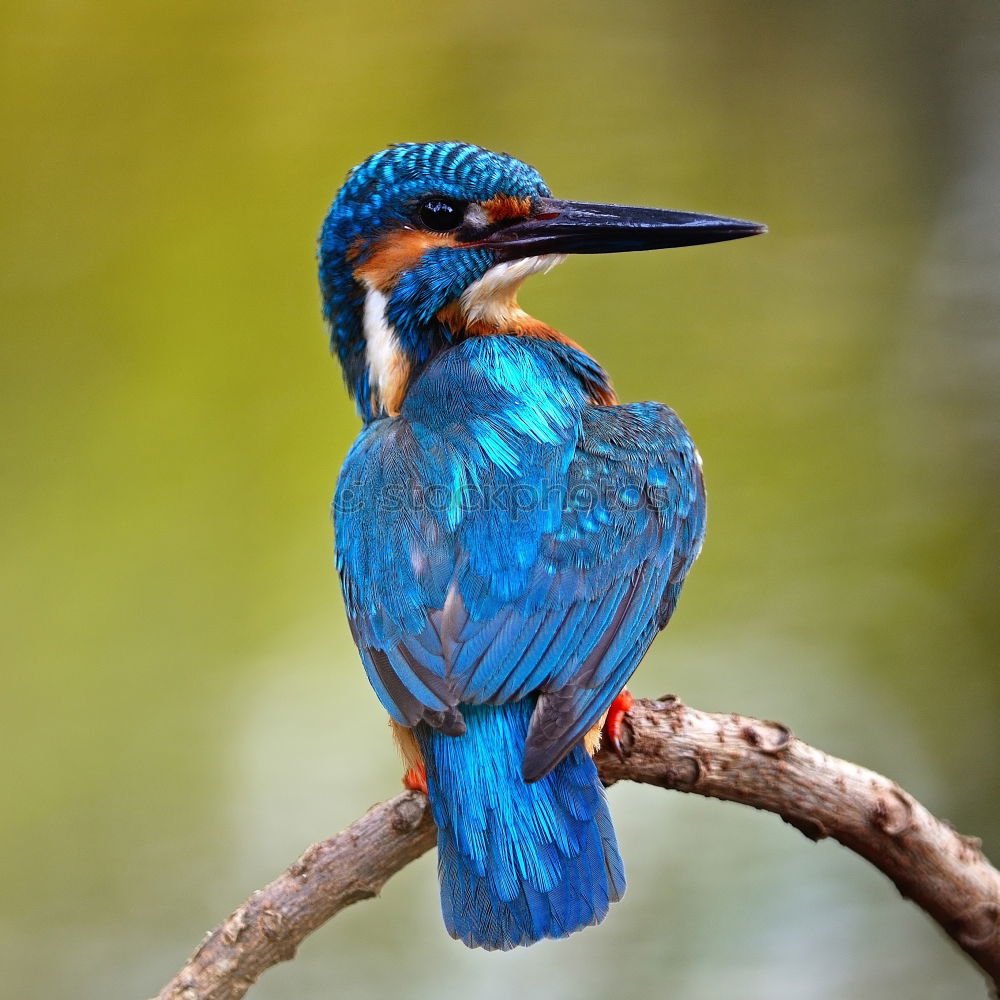 Similar – Brown Kingfisher, Blue Kingfisher