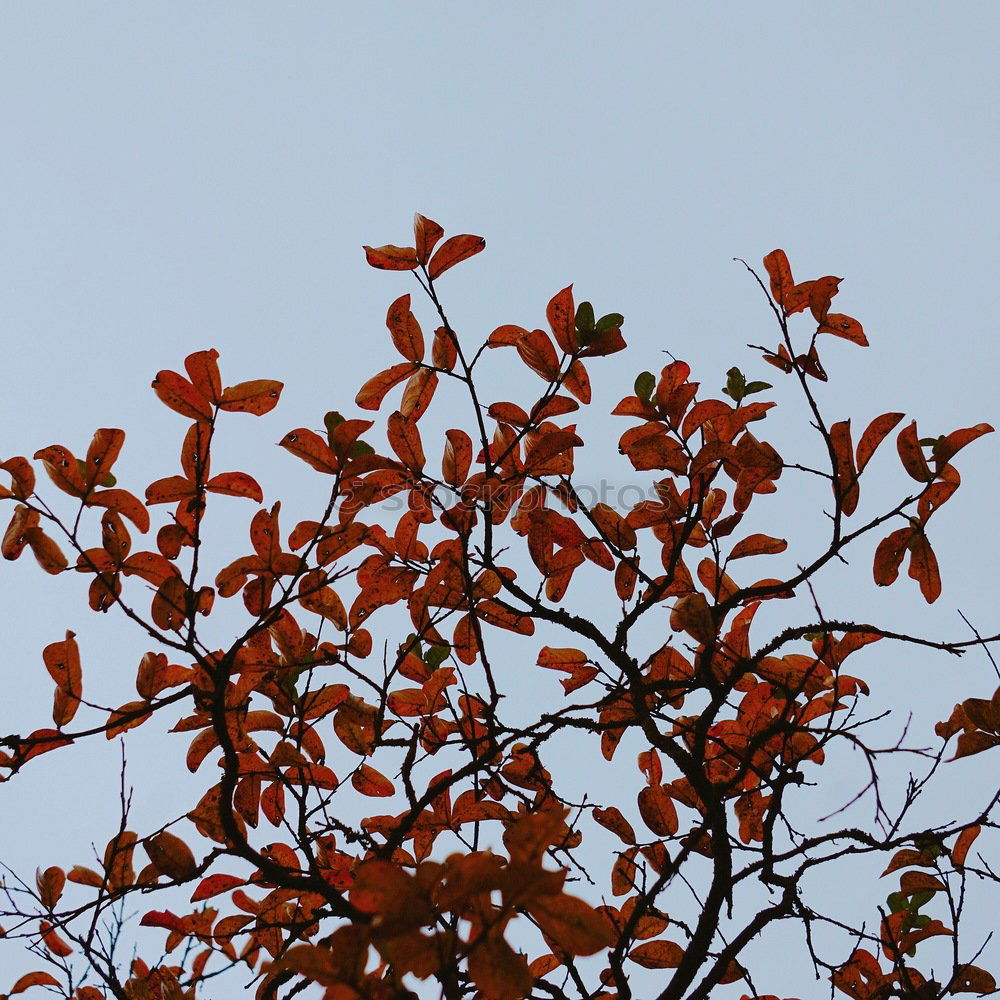 Similar – Foto Bild Rote Blätter Blatt