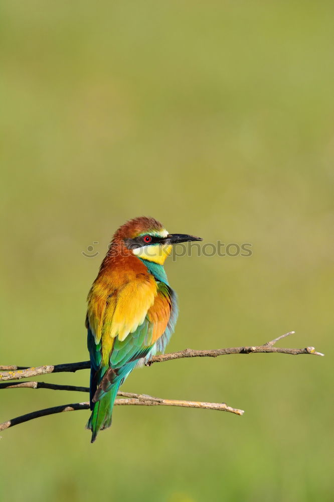 Similar – Image, Stock Photo Portrait of a colorful bird