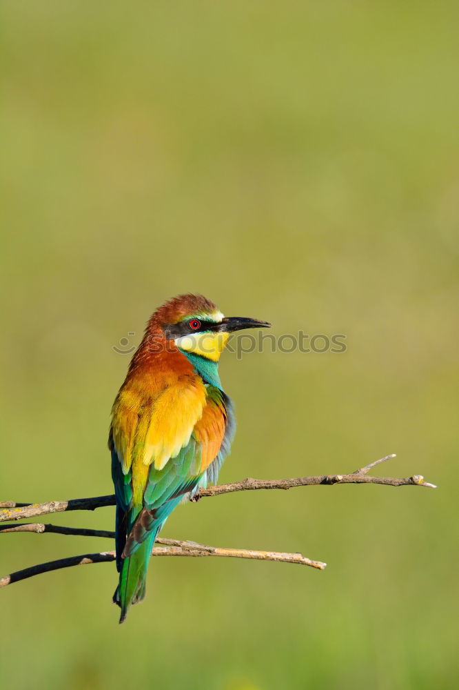 Similar – Small bird with a nice plumage