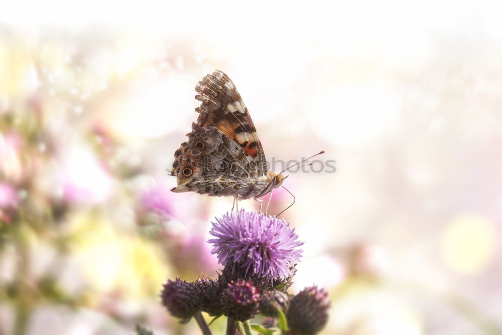 Similar – Foto Bild Letzten Sommer I Natur