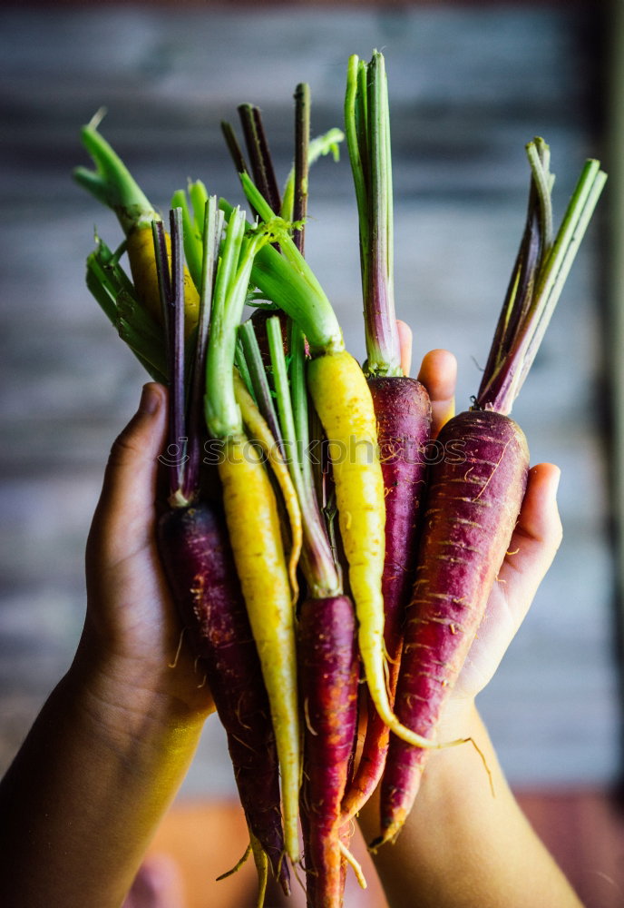 Foto Bild Rüben Bündel verschiedene Farben mit Erde und Wurzeln - Photocase
