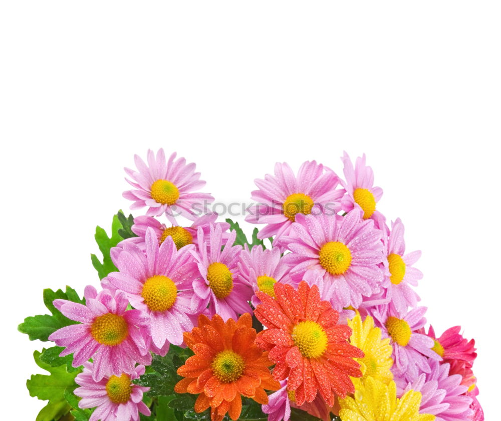 Similar – Image, Stock Photo A measure of flowers