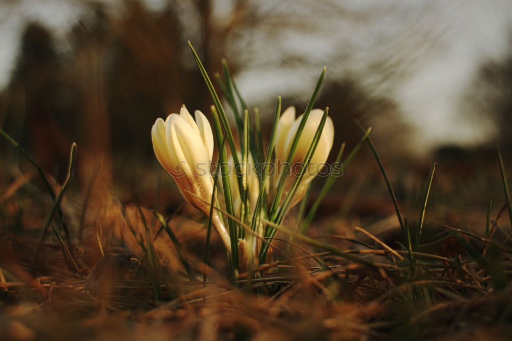 Similar – Schneeglöckchen Blume