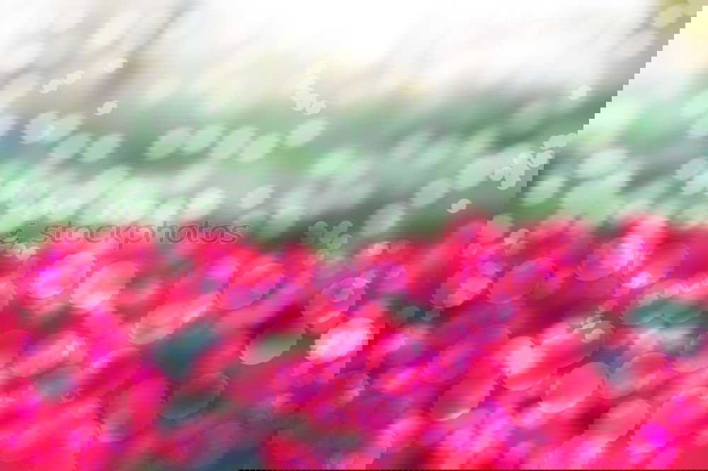 Similar – Foto Bild Rosa Blume Tulpe rosa