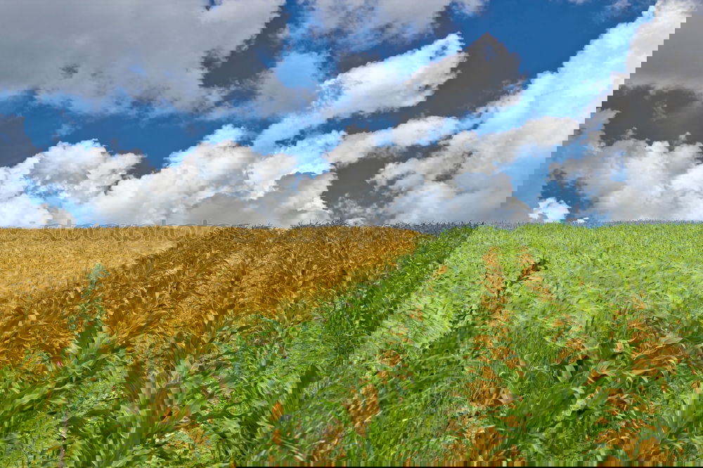 Similar – Image, Stock Photo After the harvest Deep
