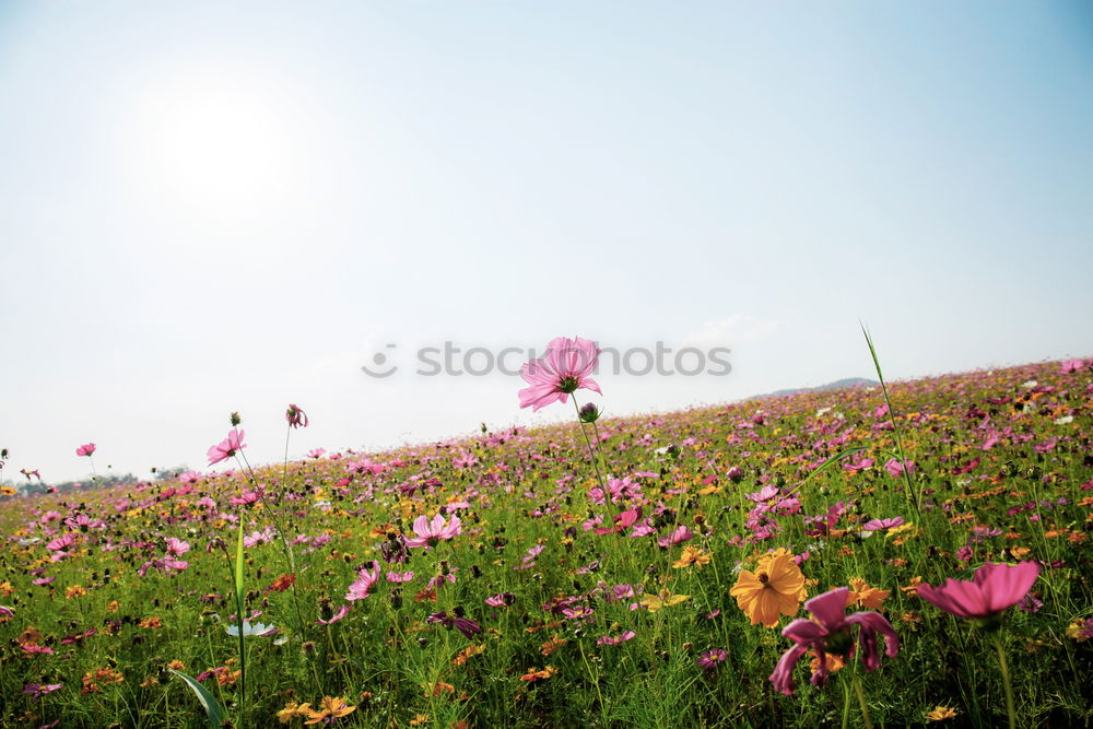 Similar – Image, Stock Photo Somewhere in the Allgäu (5).