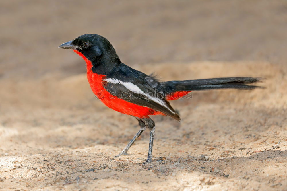 Similar – A colorful Superb Starling in Tanzania