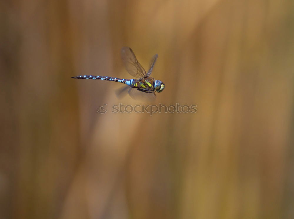 Similar – Image, Stock Photo Ambiguities | Looking Away. Snail eyes