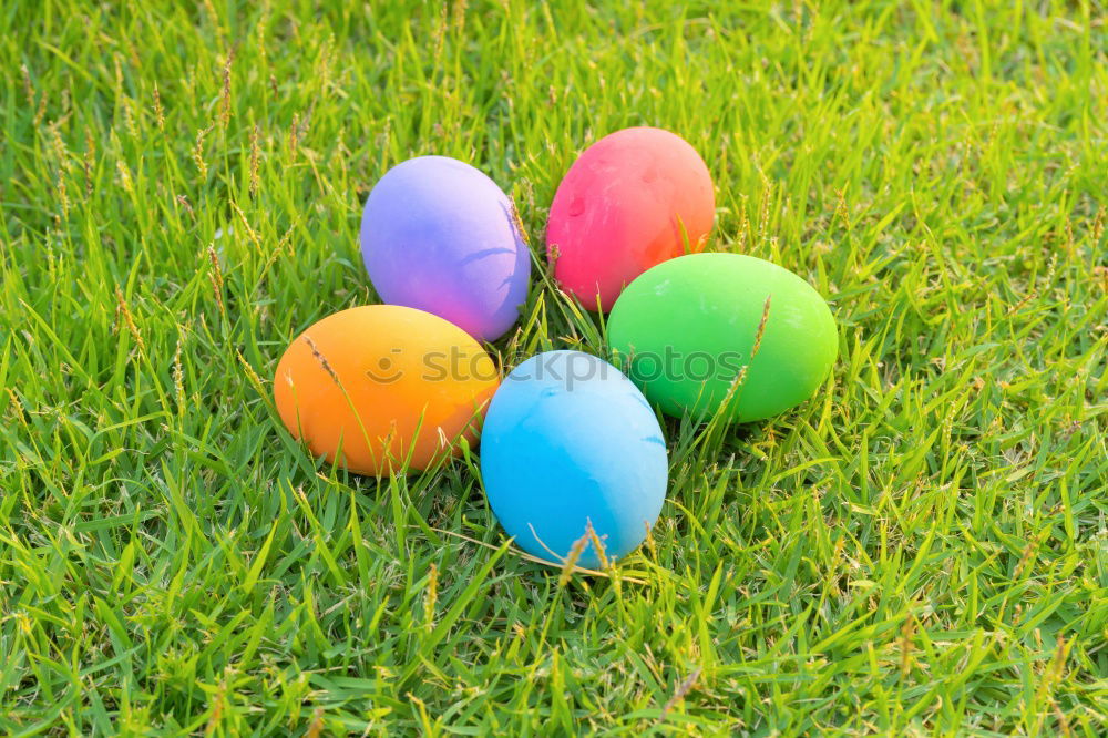 Similar – Colored Easter eggs in a grass