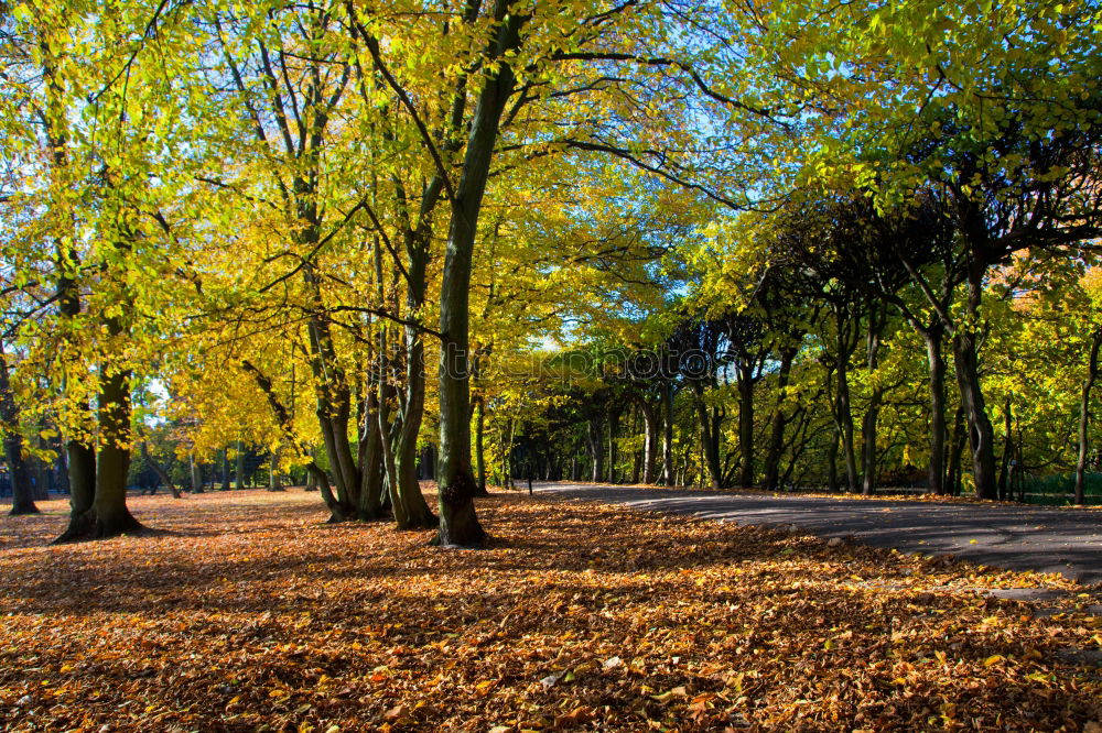 Similar – Image, Stock Photo Avenue in autumn in the Küchwald, Chemnitz