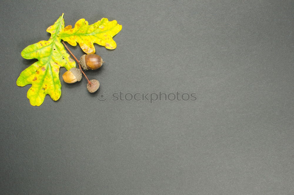 Similar – green acorns 3 Environment