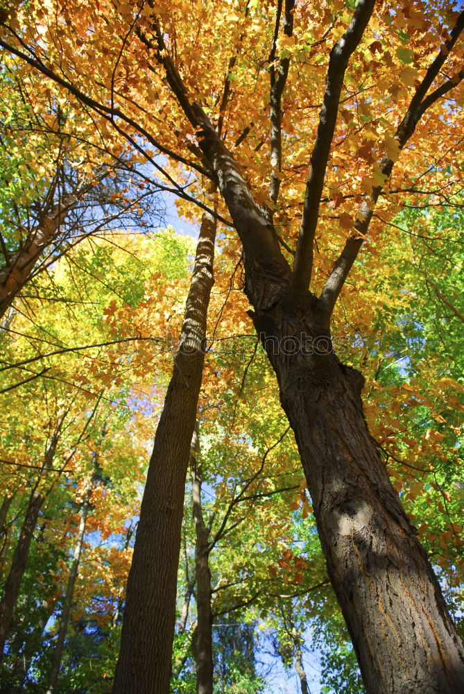 Similar – Jahreszeitgemäß Natur