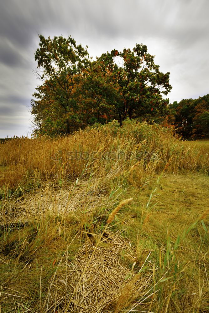 Similar – Image, Stock Photo raised bog Nature