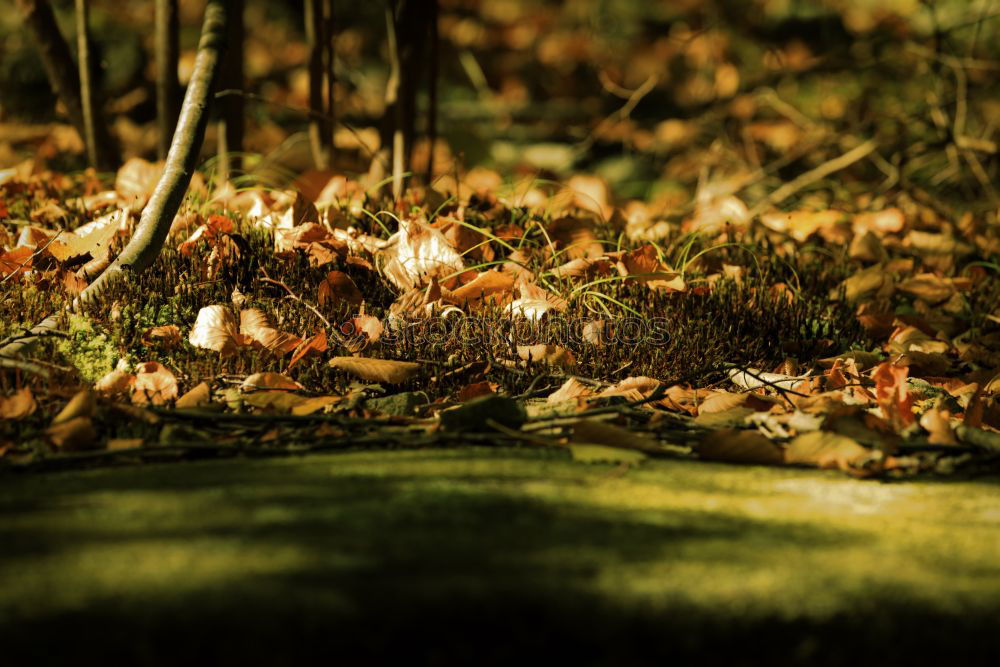 Similar – Image, Stock Photo Leaf curtain with light leaves