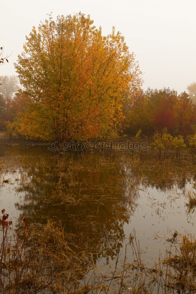 Similar – Image, Stock Photo Water Colour Mirror Calm