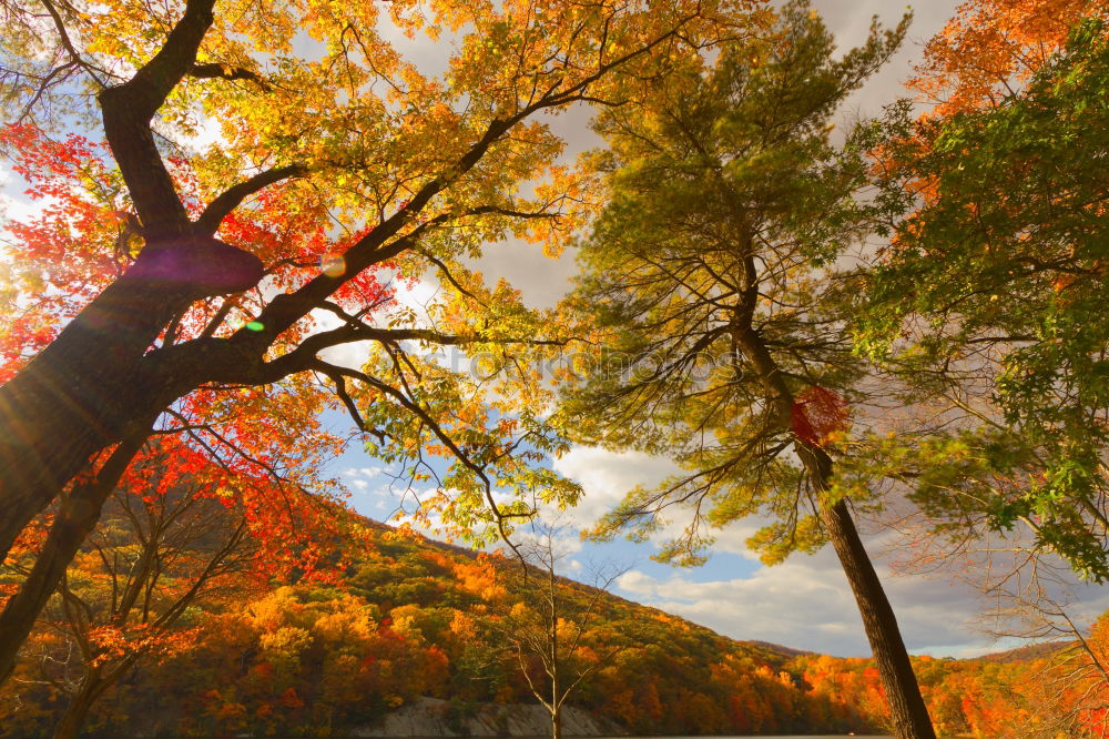 Similar – Foto Bild Softcopy Baum Blatt Wolken