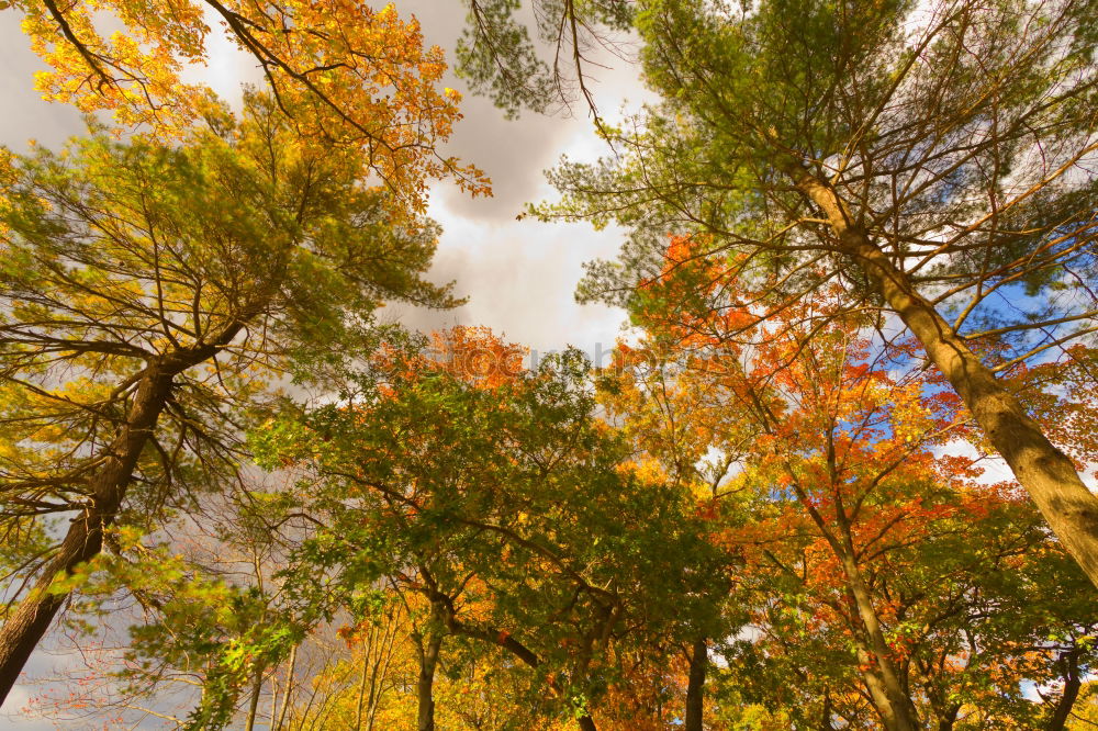 Similar – Image, Stock Photo He’s at the door. Autumn