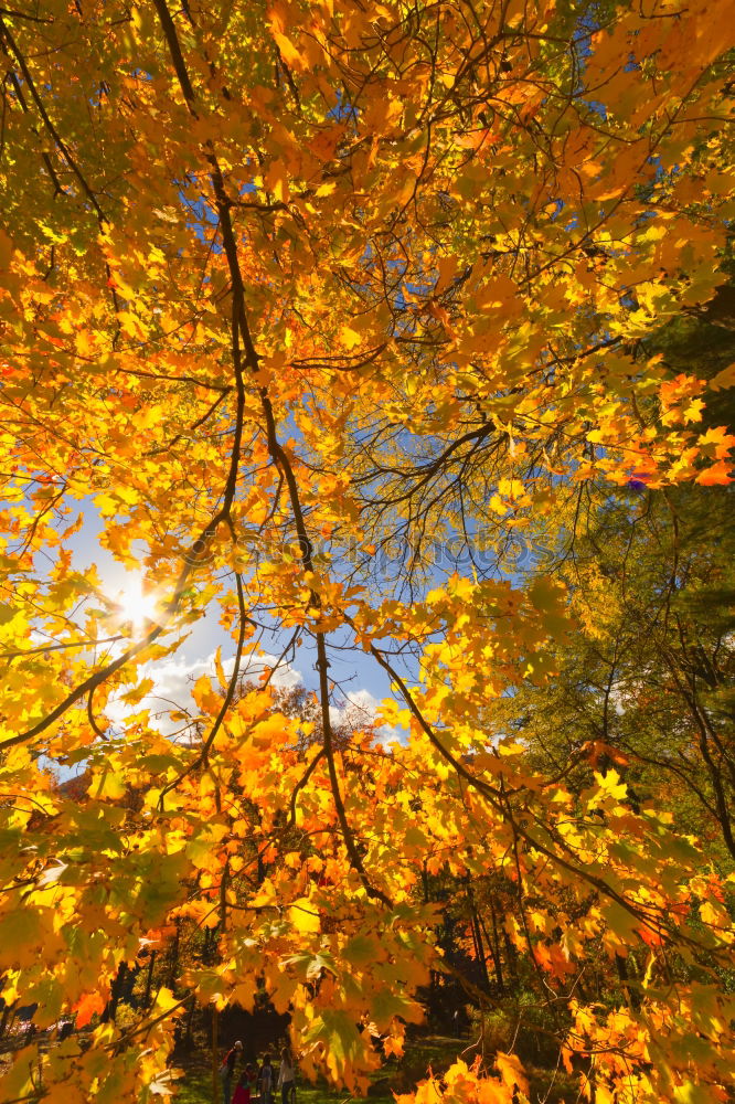 Similar – red october Autumn Leaf