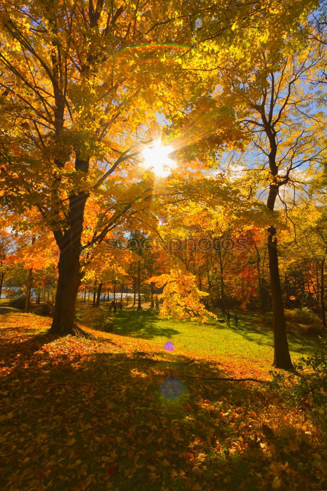 Similar – Laubbaum Herbst Baum